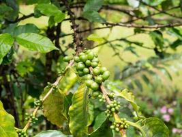 frische kaffeebohnen im kaffeepflanzenbaum foto