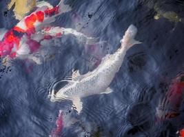 schöne koi-fische im teich foto