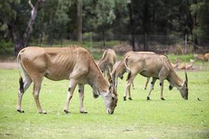 Dubbo, Australien, 2017 - Eland aus dem Taronga Western Plains Zoo in Dubbo. Dieser Stadtzoo wurde 1977 eröffnet und hat jetzt mehr als 97 Arten. foto