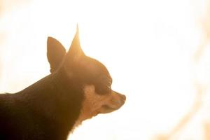Profil eines Hundes auf einem Hintergrund des Himmels bei Sonnenuntergang. Soft-Fokus-Porträt von Chihuahua tricolor. foto