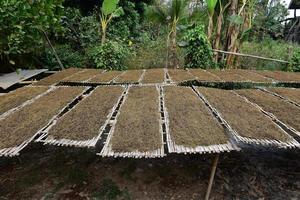 Trocknen von geschnittenen Tabakblättern auf der Bambusplatte mit natürlichem Sonnenlicht. foto