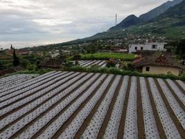 Die Verwendung von Kunststoff für die Agrarindustrie ist immer noch erforderlich, um das Wachstum von Gras um die angebauten Erntegüter herum zu verhindern foto