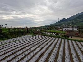 Die Verwendung von Kunststoff für die Agrarindustrie ist immer noch erforderlich, um das Wachstum von Gras um die angebauten Erntegüter herum zu verhindern foto