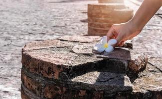 nahaufnahme der frauenhand, die eine weiße blume oder leelawadee-blumen auf altem stein im park aufhebt foto