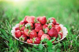 Erdbeere. foto