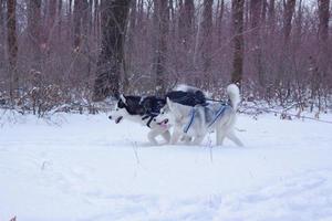 schlittenhunde im schnee, rennen sibirische husky-hunde im winterwald foto