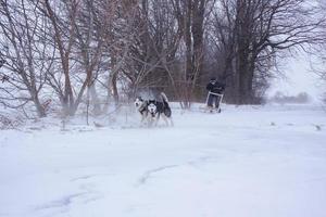 Sibirische Husky-Hunde ziehen einen Schlitten mit einem Mann im Winterwald foto