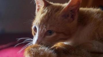 Eine orangefarbene Katze, die in einem natürlichen Haus schläft und spielt foto