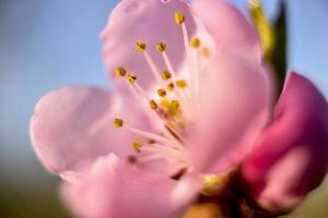 Pfirsichblüte foto