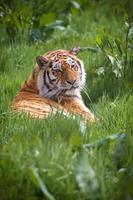 Tiger in Ruhe im Gras foto