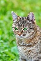 gestreifte Katze mit grünen Augen