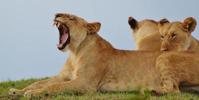 Serengeti Löwen foto