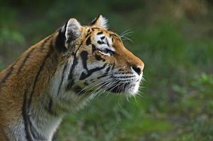 Amur Tiger foto