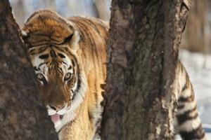 der sibirische Tiger