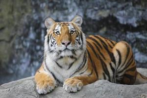Sumatra-Tiger foto
