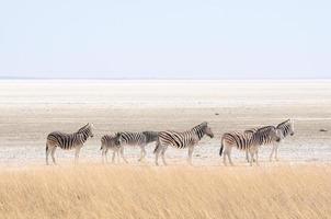 Zebras bei Etosha Pan, Namibia foto
