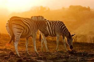 afrikanische Zebras