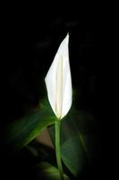 weißes Anthurium f foto