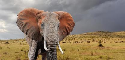 Elefant foto