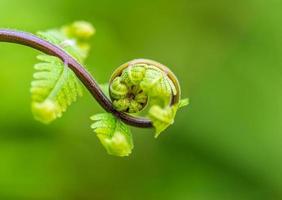 Schließen Sie die Spirale der Blätter foto