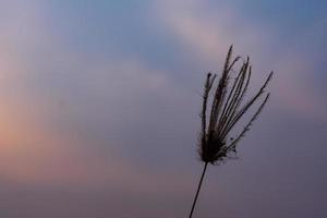 Grasblumen im Hinterhof im Sommer foto