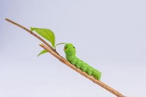 der Inselwurm auf Zweigen foto