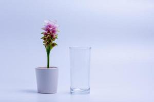 Siam-Tulpe in ein Glas geben foto