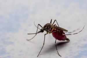 Mücken kleben an der Wand, nachdem sie neues Blut gesaugt haben. foto