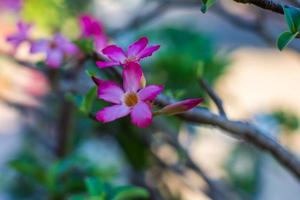 Azaleenblumen blühen zu Hause foto