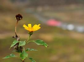 Nahaufnahme mexikanischer Tournesol eine Blume und eine andere verwelkte Blumen. foto