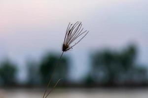 Grasblumen im Hinterhof im Sommer foto