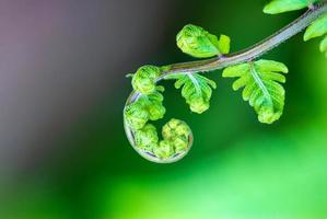 Schließen Sie die Spirale der Blätter foto