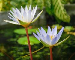 Lotus mit weißen Blütenblättern zwei Blumen im selben Topf foto