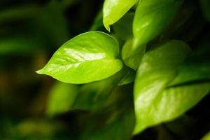 Schließen Sie grüne Blätter im Garten foto