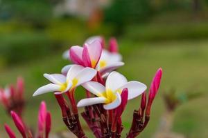 Plumeria blüht im Sommer weiß. foto