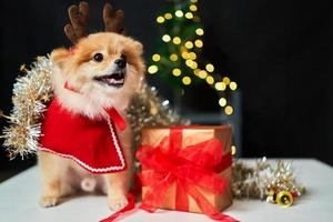 flauschiger hund pomeranian mit einem rand einer hirschhornkappe in der nähe des weihnachtsbaums und einer geschenkbox. hintergrund der dekorationen des neuen jahres. Haustier und Urlaub foto