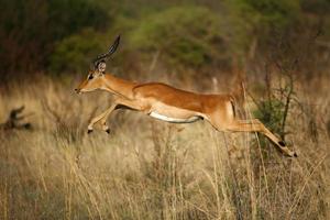 Antilope foto