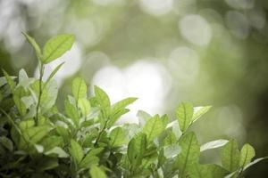 schöner grüner natürlicher hintergrund, nahaufnahme von frischen grünen blättern unter sonnenlicht am frühen morgen. grüne blattpflanze im sonnenschein, frühlingstagmorgentapete foto