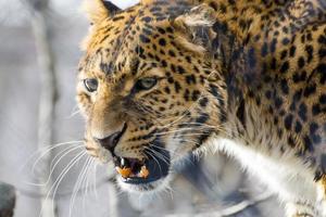 Nordchinesischer Leopard (Panthera pardus japonensis) foto