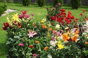 große große Lilienblumen sind rot, gelb, im Park, an einem sonnigen Tag, auf grünem Grashintergrund, foto