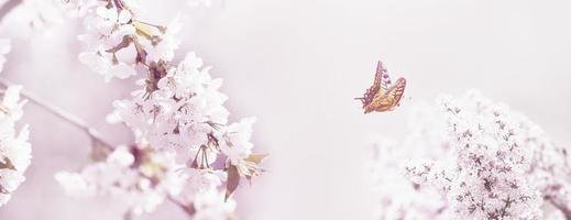 schmetterling und eine schöne naturansicht von frühlingsblühenden bäumen auf unscharfem hintergrund. foto