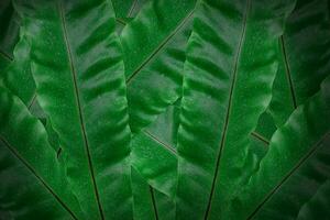 tropische grüne Blätter Hintergrund. dunkelgrünes Blatt strukturiert. Konzeptnatur für Design oder Tapete foto