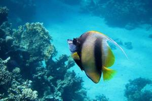 Wimpelfisch des Roten Meeres im Roten Meer foto