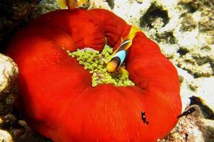 Anemonenfisch betrachtet rote Anemone foto