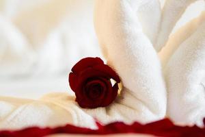 rote Rose von zwei Handtuchschwänen umarmt