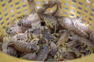 Mantis-Garnelen sind eine weit verbreitete Meeresfrüchteart, Mantis-Garnelen, die im Süden Thailands gefangen werden foto