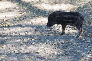 Wildschweinferkel geht im Wald spazieren foto