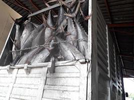 großer gefrorener Thunfisch im hinteren Teil des Lastwagens, um ihn für die Lieferung an die Kunden vorzubereiten. foto