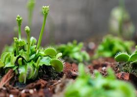 Die Venusfliegenfalle oder Dionaea muscipula ist eine fleischfressende Pflanze foto