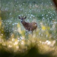 Rehe auf einem Sommerfeld foto